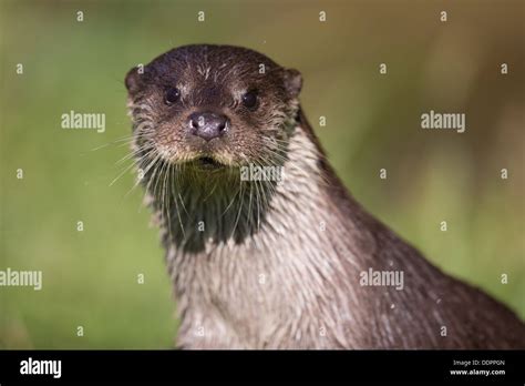 A Close Up Portrait Of A European Otter Stock Photo Alamy