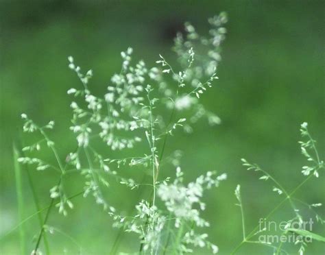 Grasses 7 Photograph By Lizi Beard Ward Pixels