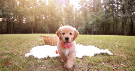 New Puppy Owner Hires Professional Photographer And Omg