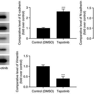 Tepotinib Suppresses The Emt Process Of Melanoma Cells The Expression