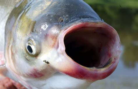 Invasive Silver Carp Fish Found In Texas Waters