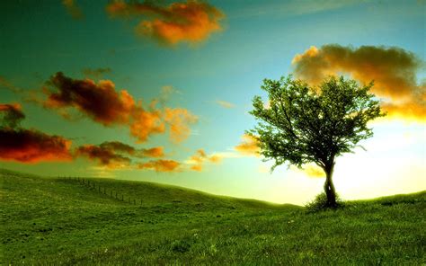 Lone Tree Hdr Wallpapers 69 Wallpapers Hd Wallpapers