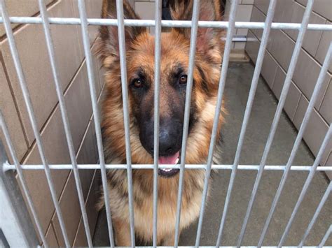 Crowded Sacramento County Animal Shelter Seeks Homes For Dogs The