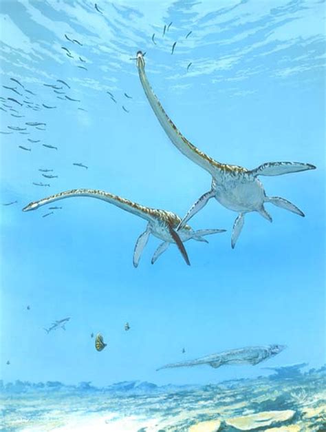 Elasmosaurus Was One Of The Biggest Plesiosaurs Of The Mesozoic Era