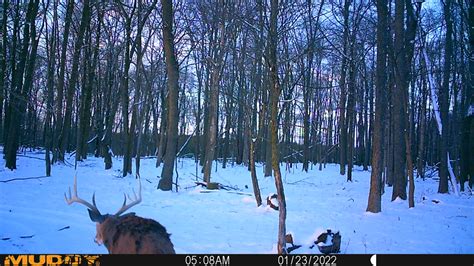 Trail Cam Gallery Northern Whitetail Ranch