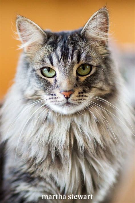 Cats are considered to be carnivorous, because their diet primarily consists of meat, and this is where they get their energy. The Most Popular Cat Breeds in the United States in 2020 ...