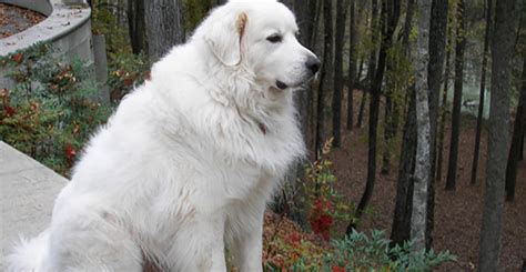 Great Pyrenees Rescue Of Atlanta Gpra Great Pyrenees Pyrenean