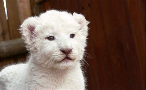 A White Lion Cub Our Planet