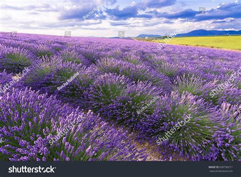 Lavender Field Sunlightprovence Plateau Valensole Beautiful Stock Photo