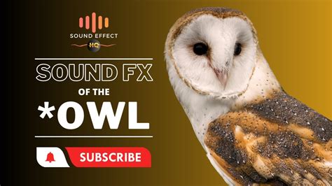 Owl Sound Effect Hq Youtube