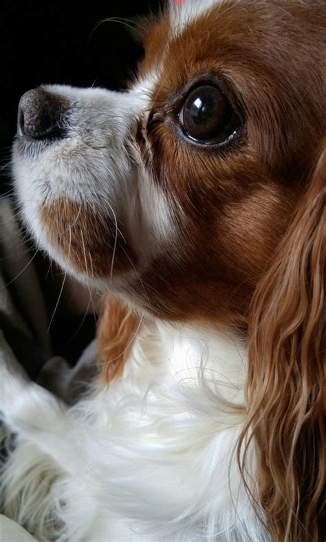 They were first recognized by the akc as a toy dog in 1945 and were fully recognized in 1995. 45+ Cavalier King Charles Spaniel Breeders Club - l2sanpiero