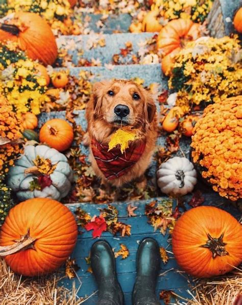 Thanksgiving Animal Wallpapers Wallpaper Cave