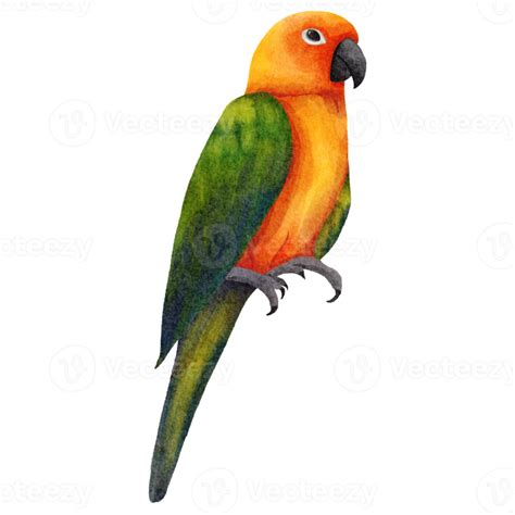 Watercolor Parrot Bird 16537352 Png