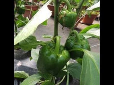 I'll show you how i plant my cucuzza squash in my back to eden garden.check out our amazon store and help support our. Growing, Harvesting Cucuzza Squash | Doovi