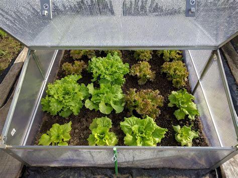 How To Build A Cold Frame Easy Vegetables To Grow Growing Vegetables