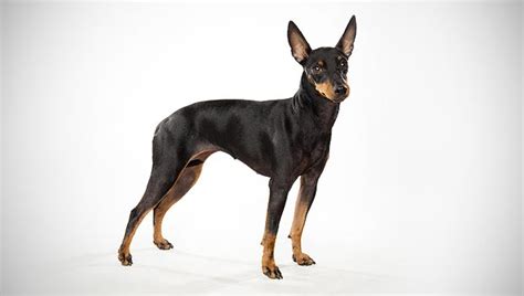 Manchester Terrier Toy Dog Breed Selector Animal Planet