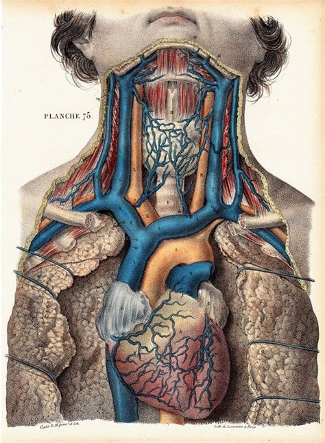 1844 Amazing Antique Anatomy Print By Lemercier Lithograph Of A Veins