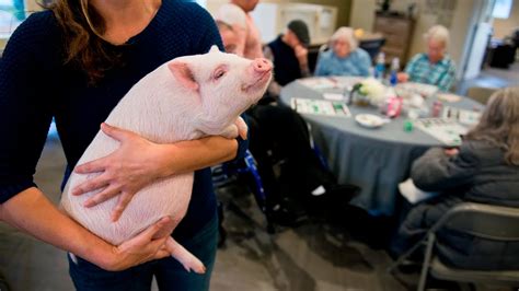 Meet Bacon A Therapy Pig For Anchorage Seniors YouTube