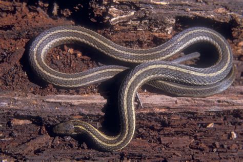 We also have an extensive article about finding. Snake Photos