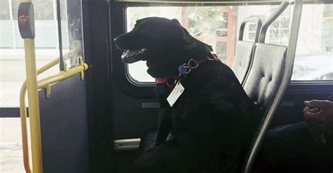 Seattle Dog Figures Out Buses Starts Riding Solo To The Dog Park