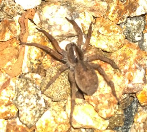 Is This Brown Recluse Spider Backyard Pictures Kids Las Vegas