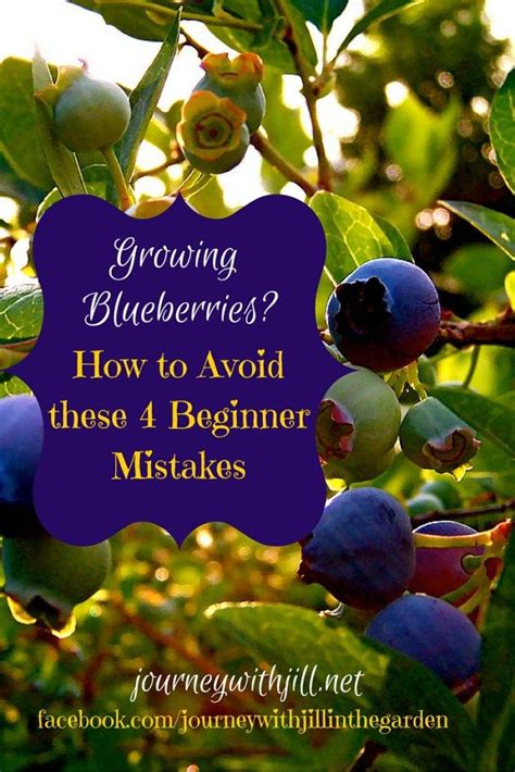 Growing Blueberries Avoid These Beginner Mistakes