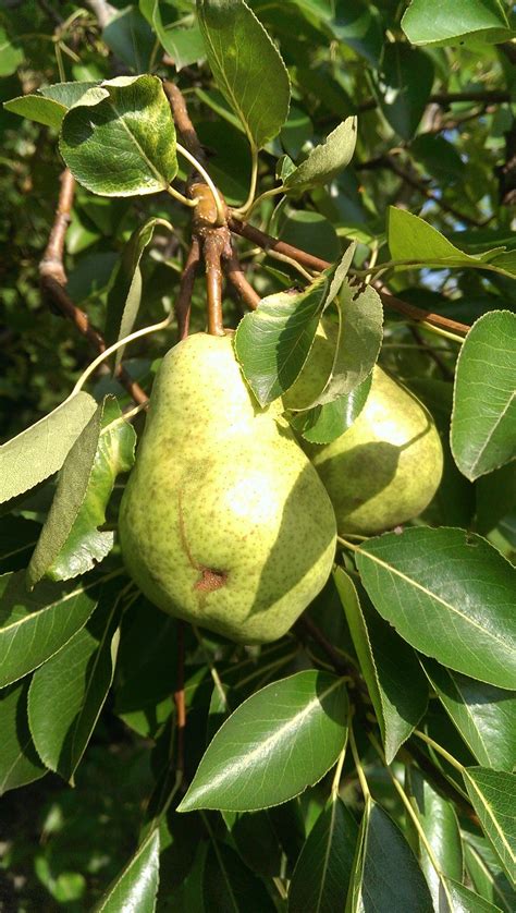 Pear Tree Identification Needed City Fruit Pruning Purchase