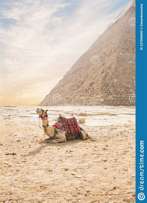 Camel Against The Background Of The Pyramids Of The Pharaohs Cheops