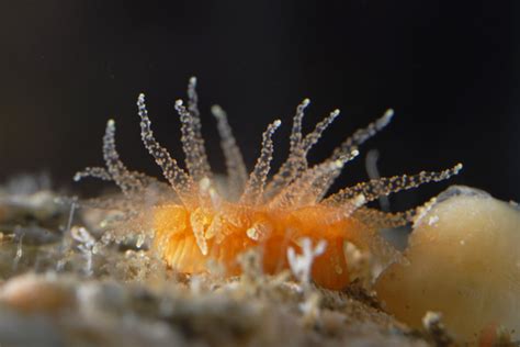 Calphotos Balanophyllia Elegans Orange Cup Coral