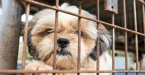 New York Senate Passes Bill To Help End Puppy Mills Pet News And
