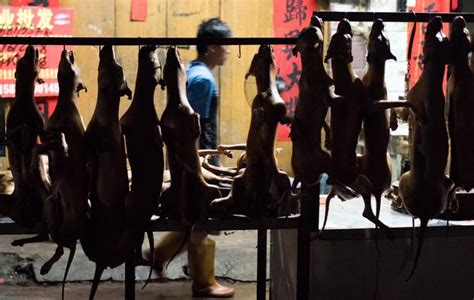 Animal Activists Protest Chinese Dog Meat Eating Festival Goes On