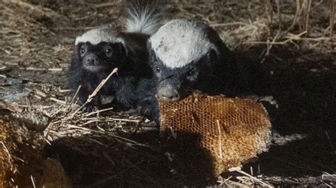 Birds And Honey Badgers Could Be Cooperating To Steal From Bees In