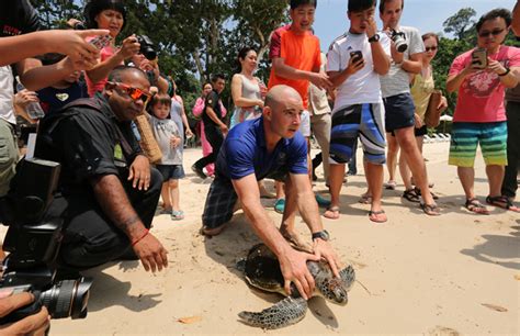 Turtle Talk Conservation Programs Worth Travelling For Wanderluxe