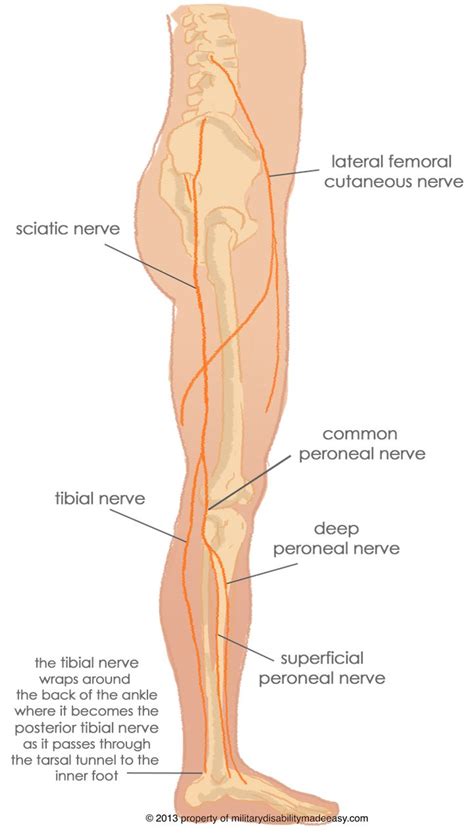 Try to stand straight but relaxed. Military Disability Ratings for Nerves of the Low Back and ...