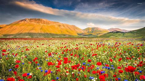 Poppy Field Near The Rusty Mountains Wallpaper Nature Wallpapers 43353