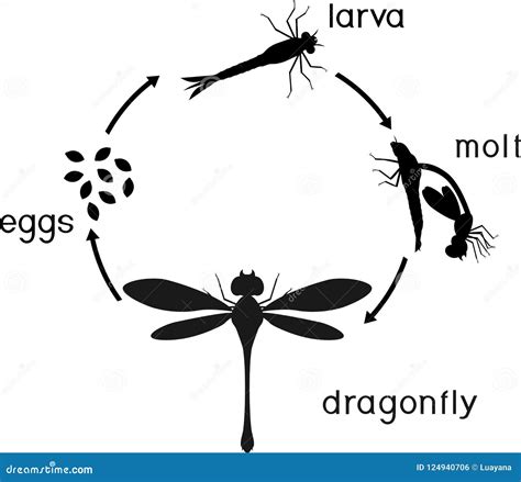 Life Cycle Of A Dragonfly