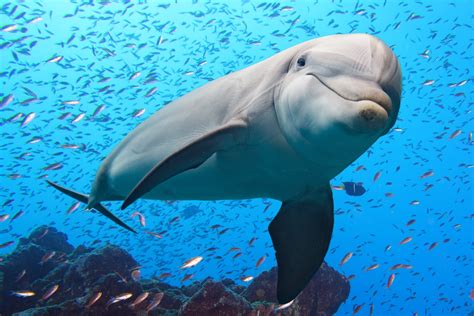 8 Surprising Facts About Dolphins