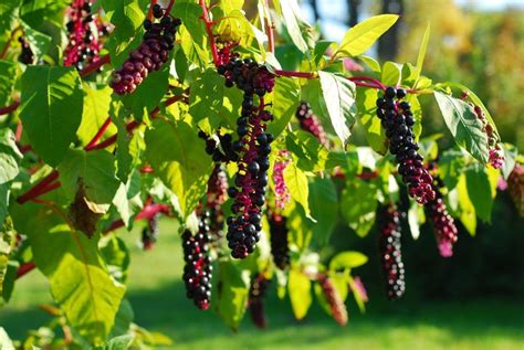 Poke Berries Medicinal Herbs Healing Plants Medicinal Wild Plants