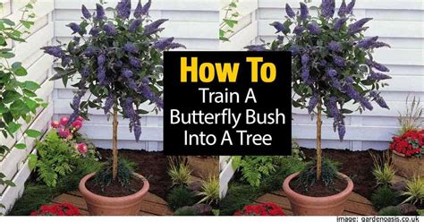 How To Train A Butterfly Bush Into A Tree