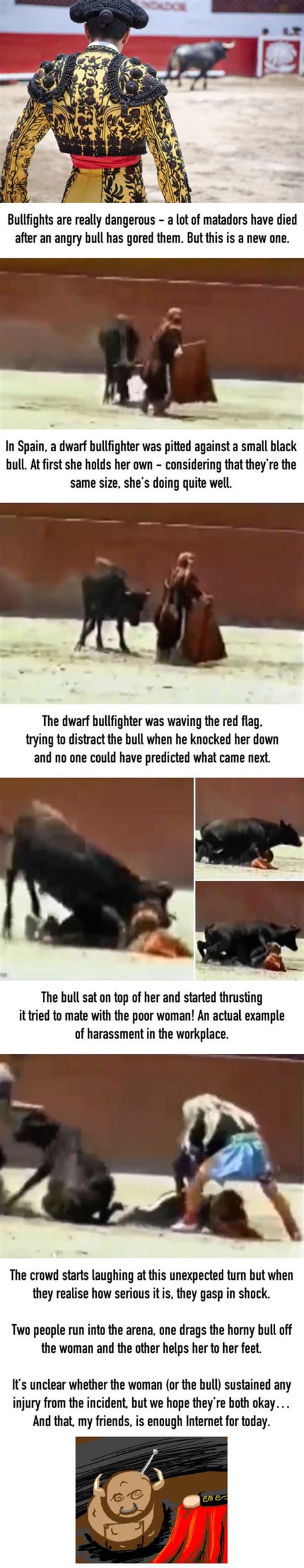 Shocking Moment Bull Mounts Female Dwarf Bullfighter 9gag