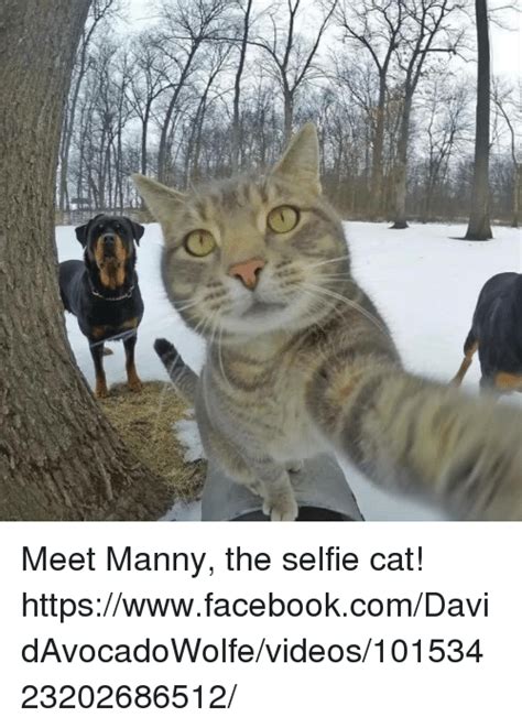 25 Best Memes About Selfie Cat Selfie Cat Memes