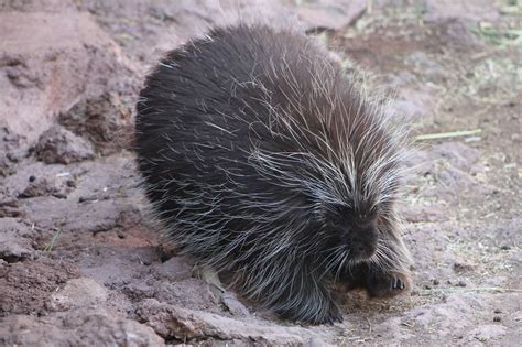 Do You Know How Many Quills An Average North American Porcupine Has They Have More Then 30000