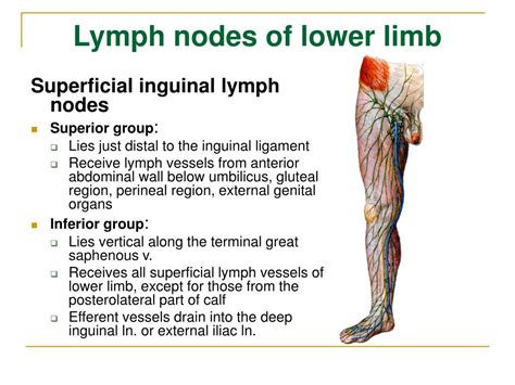 Left Iliac Lymph Node