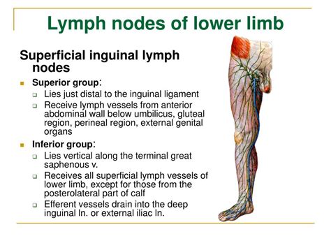 Ppt The Lymphatic System Powerpoint Presentation Free Download Id