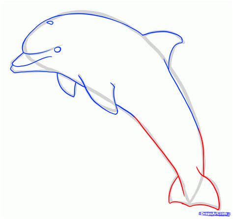 Drawing Dolphins Tutorial How To Draw A Jumping Dolphin Step 7