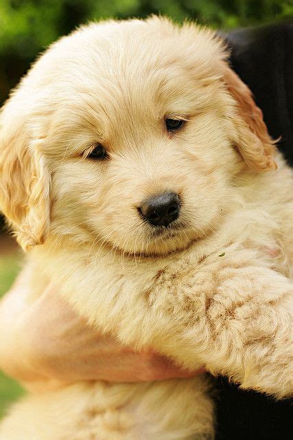 Golden Retriever Fluffy Puppies Cute Dogs And Puppies I Love Dogs