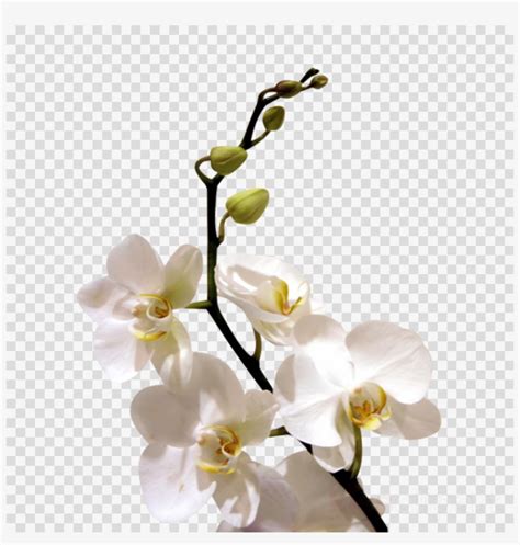 Download White Orchid Flower Png Clipart Orchids Flower Clip
