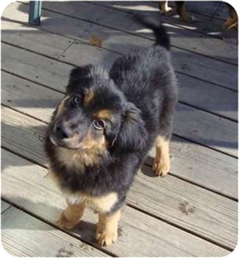 This crossbreed is large like a. C Pups | Adopted Puppy | Denver, CO | Border Collie/German Shepherd Dog Mix