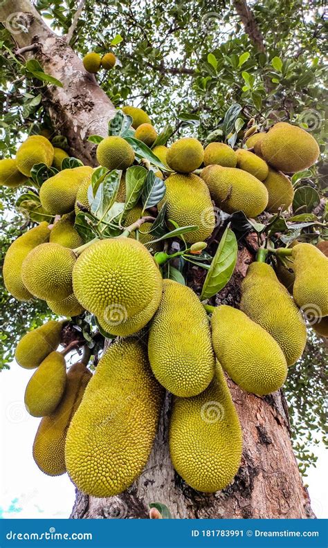 Jackfruit At The Tree In Bangladesh Stock Image Image Of Green Local