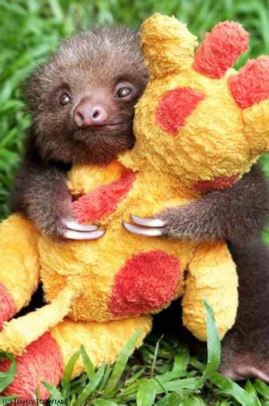 Baby Sloth Hugging His Buddy The Animals Funny Animals Wild Animals